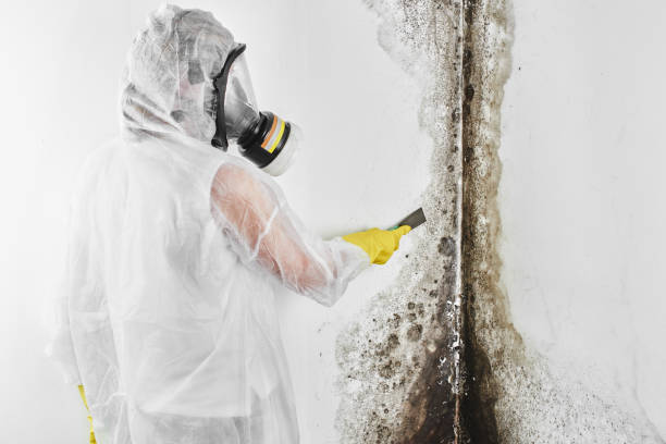 Best Same-Day Mold Removal  in Westport Village, CT
