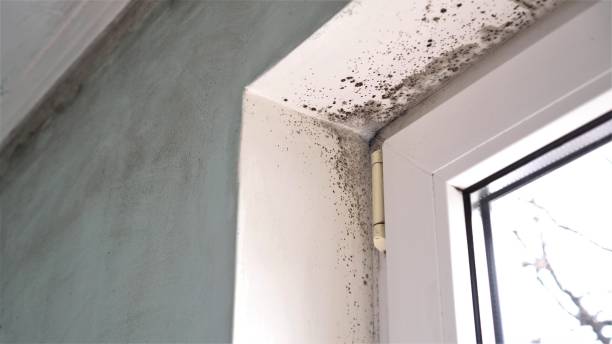 Best Mold Testing  in Westport Village, CT