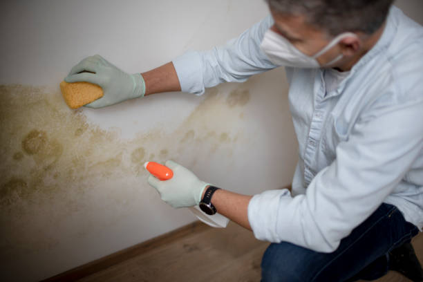 Best Professional Mold Removal  in Westport Village, CT