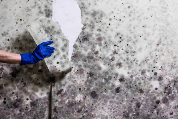 Best Office Mold Removal Services  in Westport Village, CT