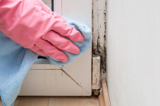 Best Home Mold Removal  in Westport Village, CT